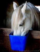 horse horse