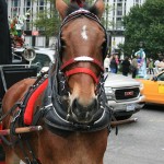 carriage-horse